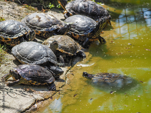 Group of turtles in the pond