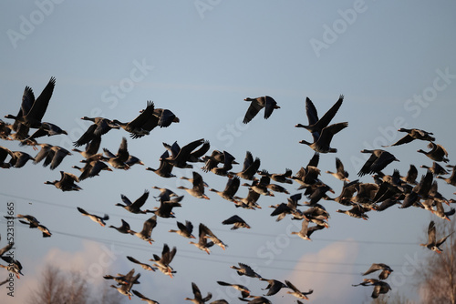 migratory geese flock in the spring in the field © kichigin19
