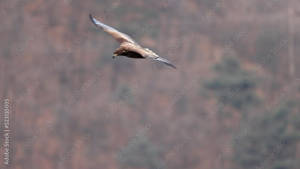 White-tailed eagle, flight shot, bird,
흰꼬리수리, 비행샷, 새 White-tailed eagle, flight shot, bird,
흰꼬리수리, 비행샷, 새