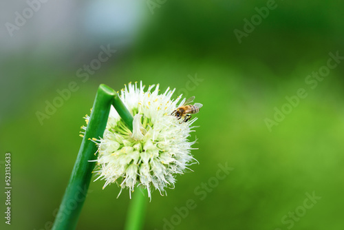 Bee and flower. Close up of a large striped bee collects pollen from an onion flower on a green background. Summer and spring backgrounds