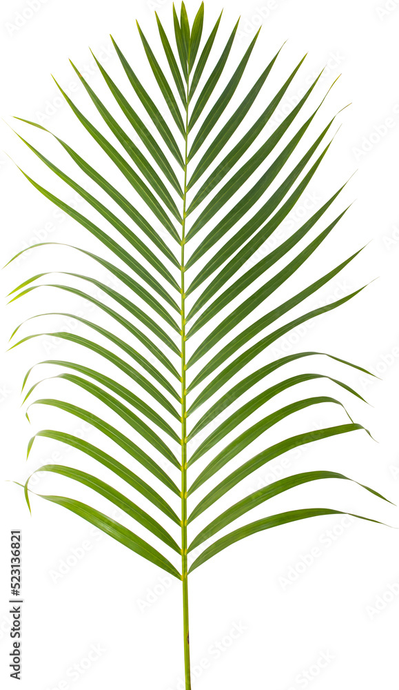 Green leaf ornamentel plant transparency background. Green leaf ornamentel plant transparency background.
