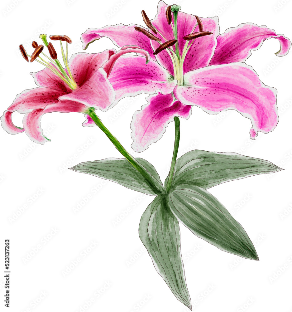 Lilly flowers watercolor dranwing transparency background.Floral object