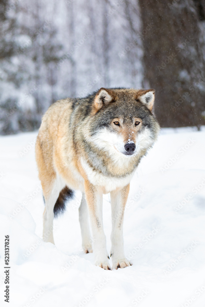 Male wolf stands in the snow in beautiful winter forest Male wolf stands in the snow in beautiful winter forest