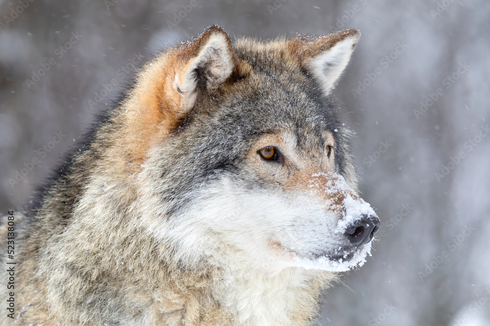 Fototapeta premium Close-up of focused wolf stands in beautiful and cold winter forest