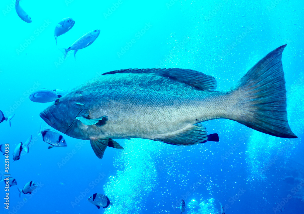 Mottled grouper - Mycteroperca rubra from Zenobia wreck, Larnaca, Cyprus. Mottled grouper - Mycteroperca rubra from Zenobia wreck, Larnaca, Cyprus.