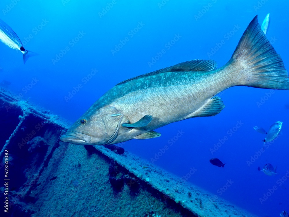 Naklejka premium Mottled grouper - Mycteroperca rubra from Zenobia wreck, Larnaca, Cyprus.