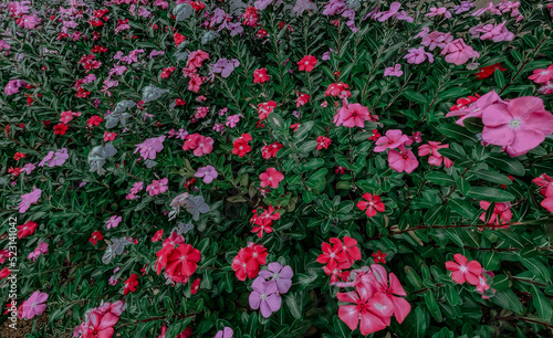 Fototapeta Naklejka Na Ścianę i Meble -  Colorful Cayenne Jasmine, Vinca tropical flower background