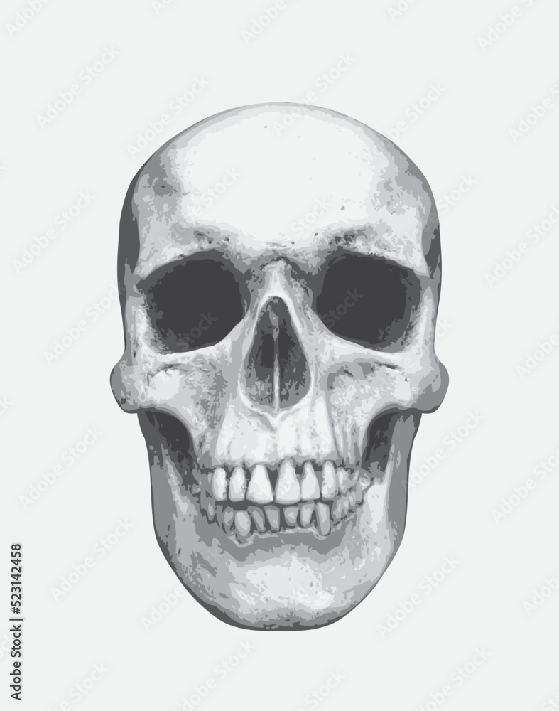 Fototapeta premium vector human skull. Graphic print for clothes, fabric, wallpaper, wrapping paper, design element for halloween party
