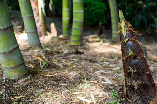 地面から伸びてきた竹の子 たけのこ 筍 野生の竹 竹林 日本 和食 Bamboo cub growing from the ground Bamboo shoot Bamboo shoot Wild bamboo Bamboo forest Japan Japanese food autumn Background material