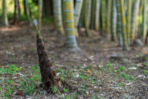 野生の竹林のたけのこ Bamboo cub growing from the ground Bamboo shoot Bamboo shoot Wild bamboo Bamboo forest Japan Japanese food autumn Background material