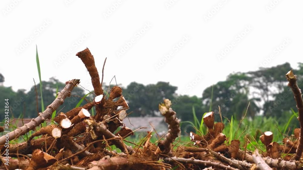 a pile of cassava stalks on the plantation a pile of cassava stalks on the plantation