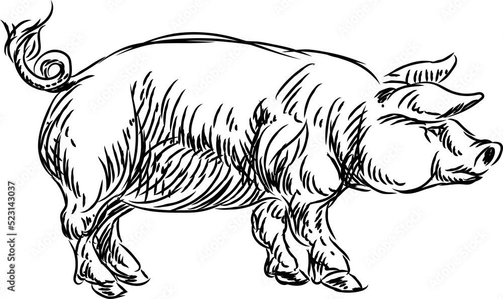 A pig pork food grunge style hand drawn menu option icon A pig pork food grunge style hand drawn menu option icon