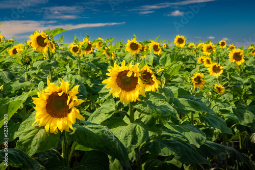 Sunflowers across the sky. Summer cheerful background.