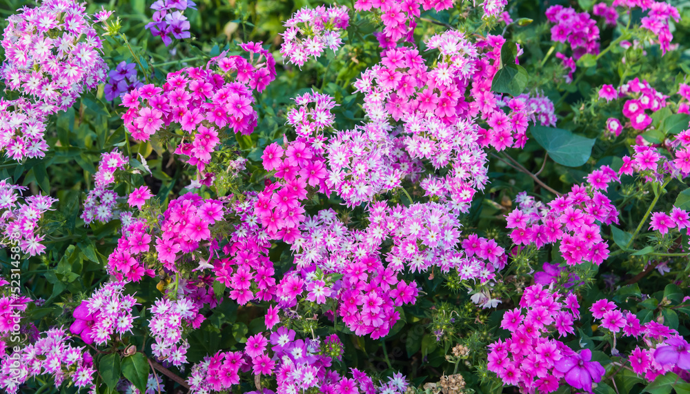 Fototapeta premium field of flowers