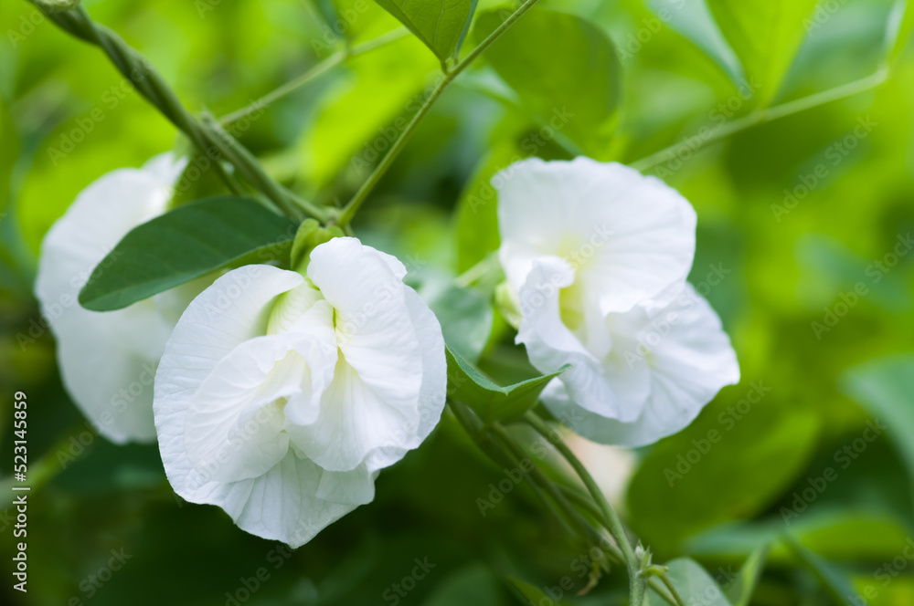 Obraz premium Butterfly Pea blossom on Green background, Flowers. Butterfly pea flower. In a garden a purple flower was blooming.