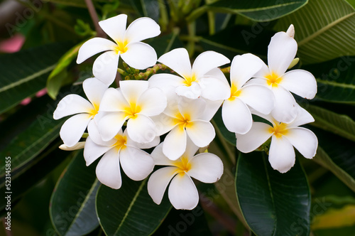 frangipani plumeria flowers