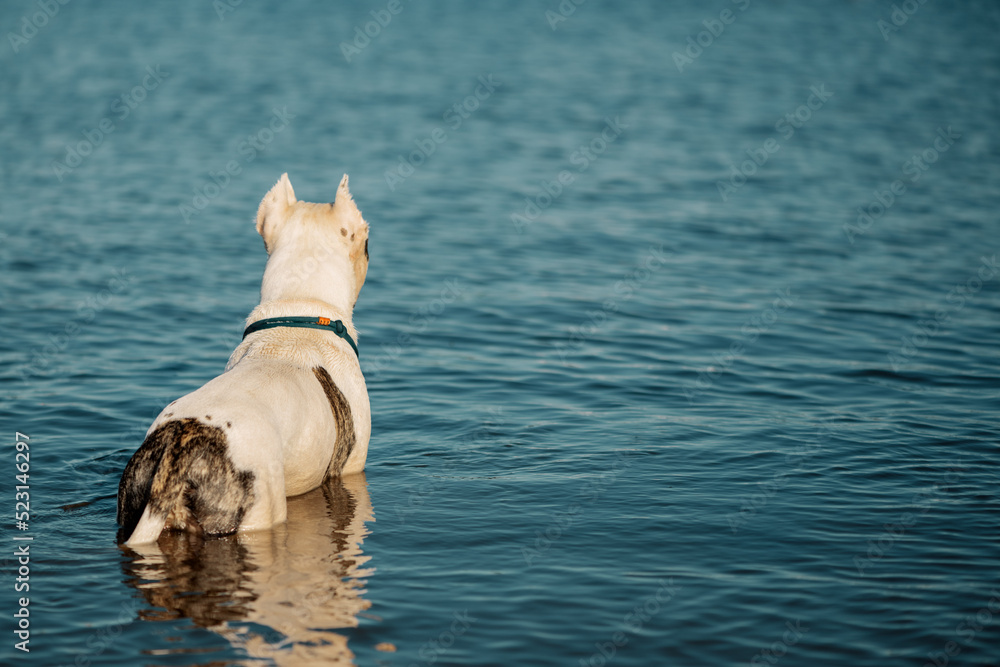 American Staffordshire Terrier standing in water, rear view