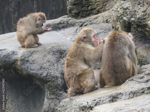 A Japanese macaque grooming its fur