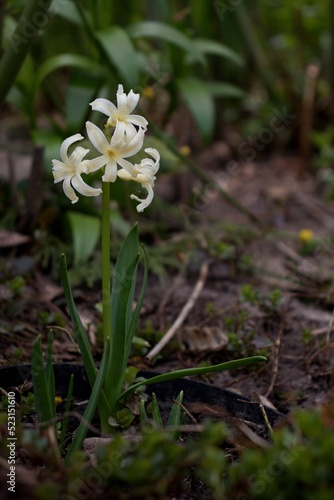 White hyacinth