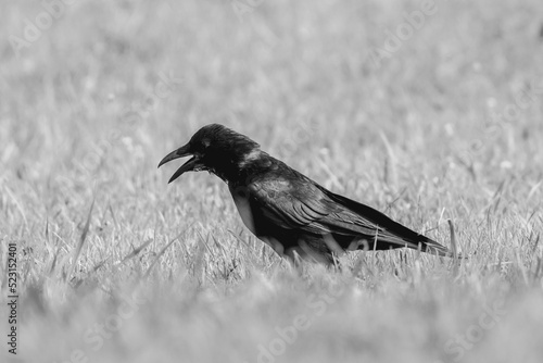 Crow/カラス/烏