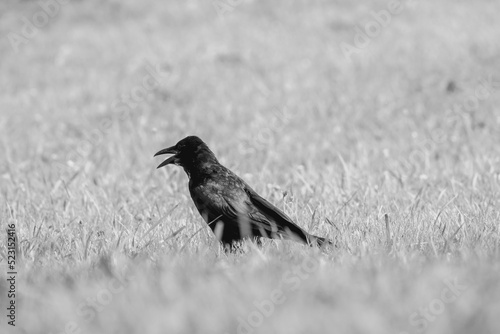 Crow/カラス/烏