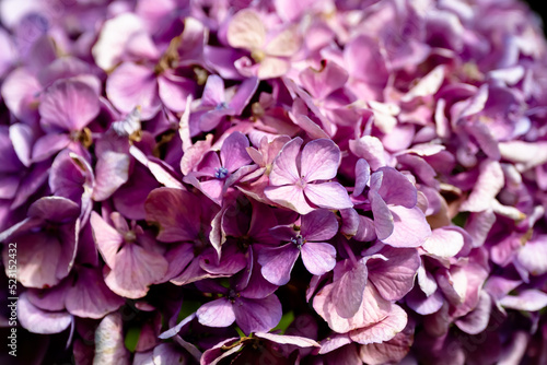 紫陽花/アジサイ/Purple Sunflower