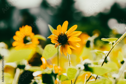 ひまわり/sunflower (Helianthus annuus)/向日葵