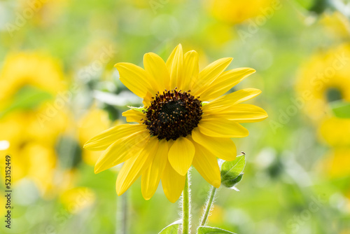 ひまわり/sunflower (Helianthus annuus)/向日葵