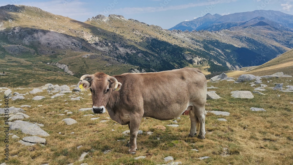Vacas pastando en el Pirineo-Ganado vacuno Vacas pastando en el Pirineo-Ganado vacuno