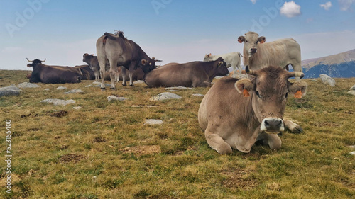 Vacas pastando en el Pirineo-Ganado vacuno photo