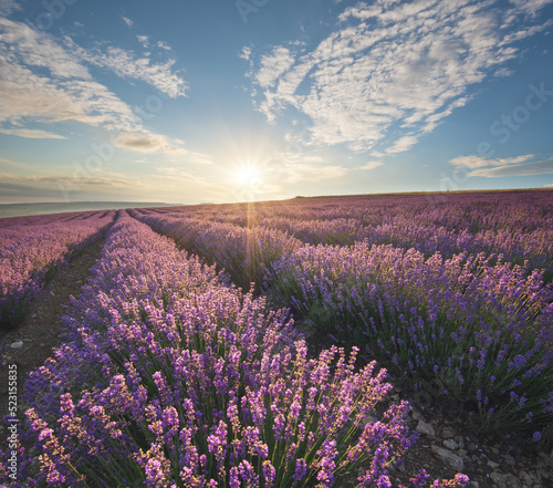 Meadow of lavender at sunrise