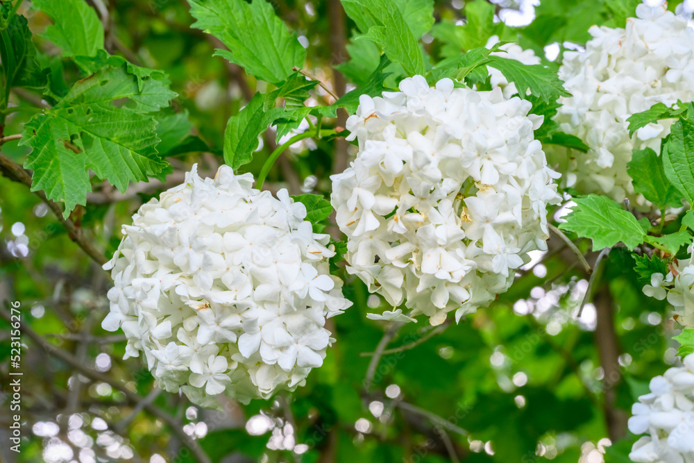 Blooming spring flowers. Large beautiful white balls of blooming Viburnum opulus Roseum Boule de Neige . White Guelder Rose or Viburnum opulus Sterilis, Snowball Bush, European Snowball. Blooming spring flowers. Large beautiful white balls of blooming Viburnum opulus Roseum Boule de Neige . White Guelder Rose or Viburnum opulus Sterilis, Snowball Bush, European Snowball.