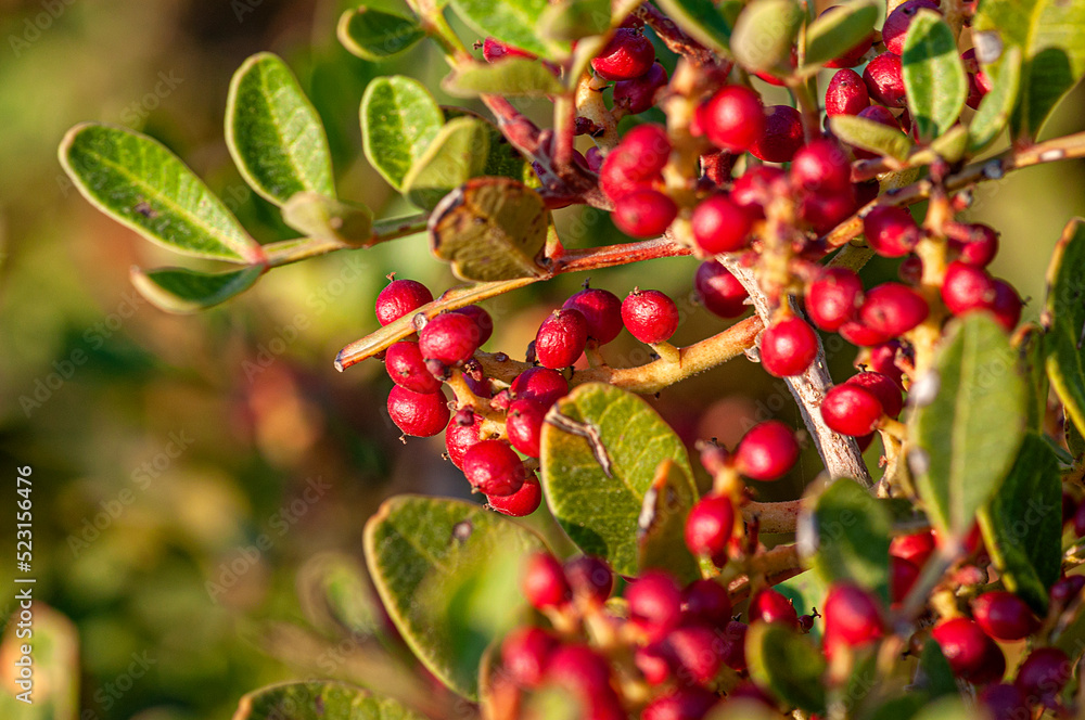 Obraz premium mastic gum tree and its fruit