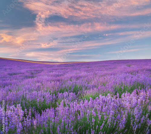 Meadow of lavender at sunrise. © GIS