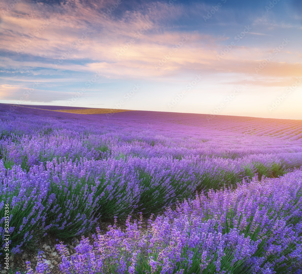Fototapeta premium Meadow of lavender at sunset
