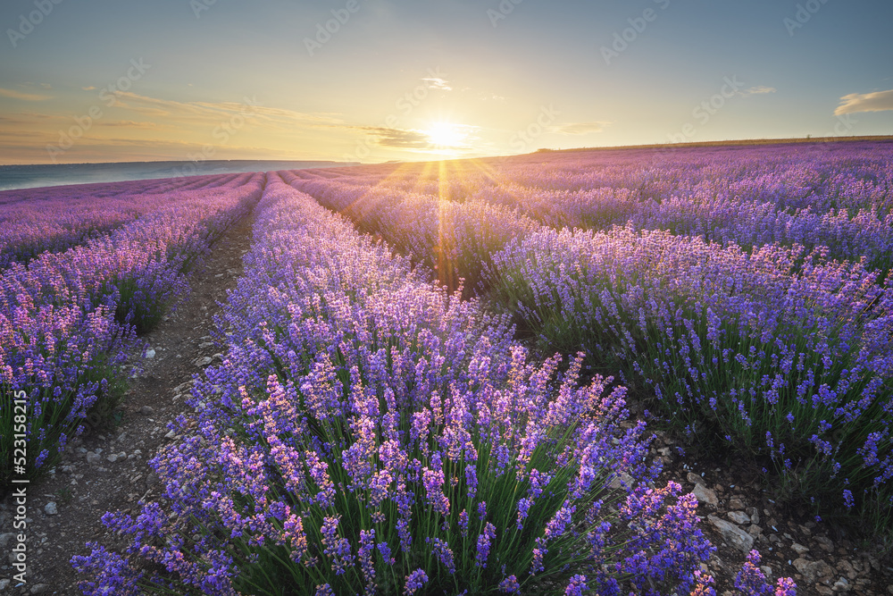 Obraz premium Meadow of lavender at sunrise.
