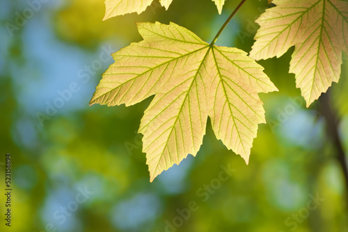 Green spring leaf of maple tree and beautiful bokeh background.