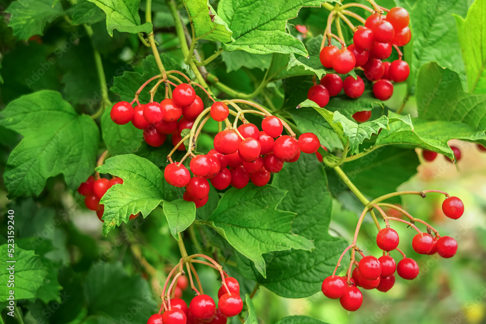 ripe viburnum berries grow on a viburnum bush. cultivation of viburnum concept ripe viburnum berries grow on a viburnum bush. cultivation of viburnum concept