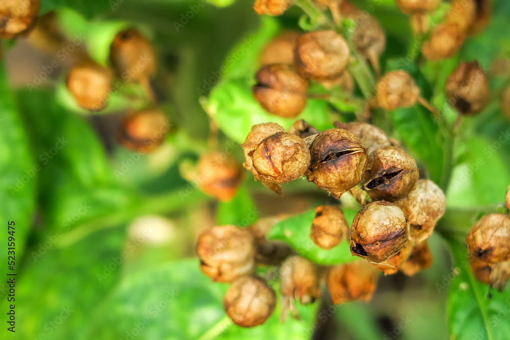 ripe tobacco seeds grow on a tobacco bush in a tobacco farm. tobacco cultivation concept ripe tobacco seeds grow on a tobacco bush in a tobacco farm. tobacco cultivation concept