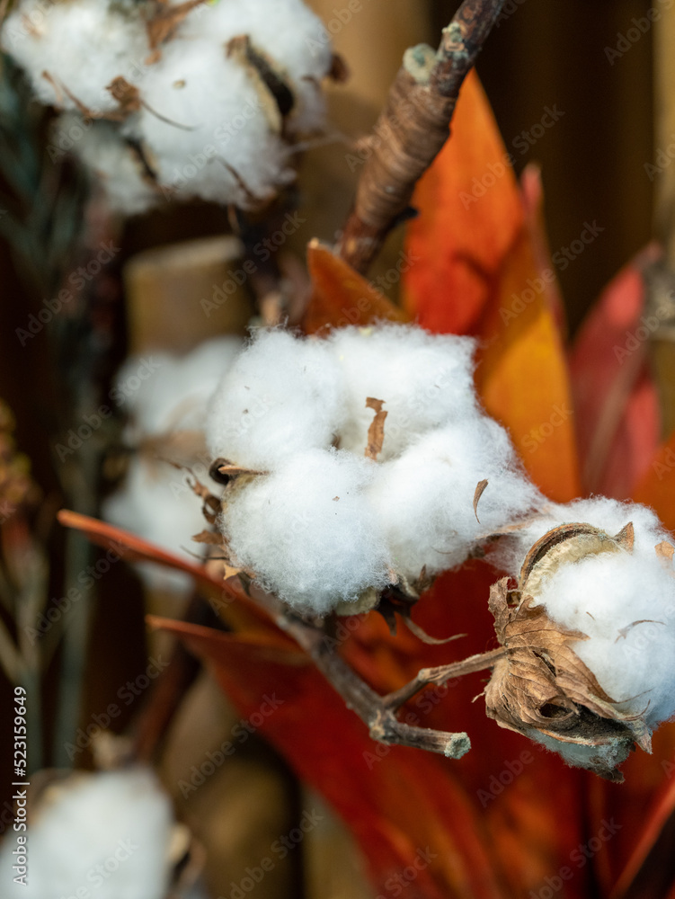 cotton buds on the tree cotton buds on the tree