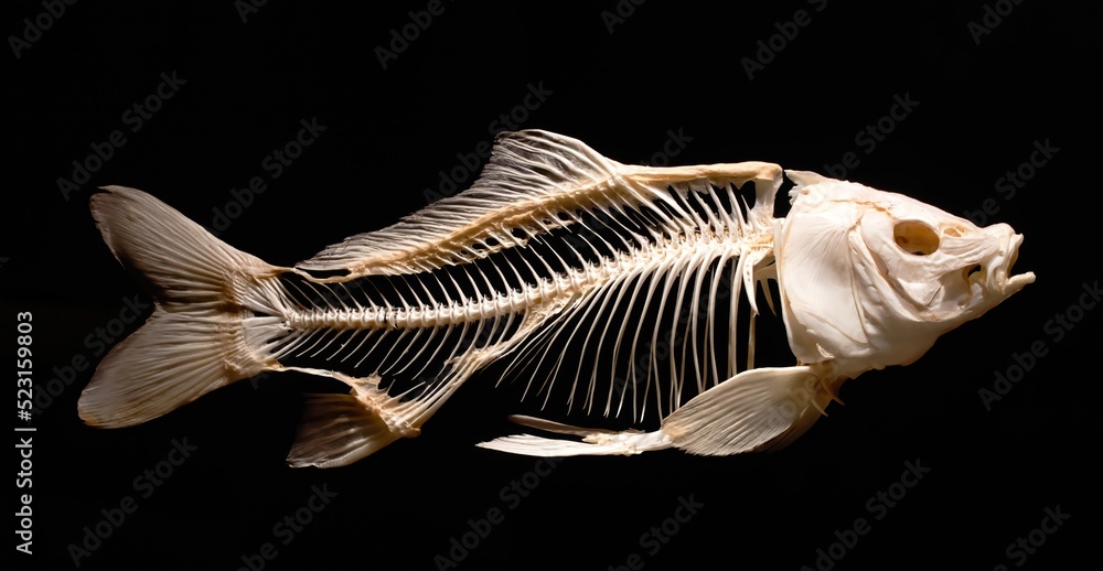 Skeleton of a carp fish isolated against a black background - obrazy, fototapety, plakaty 