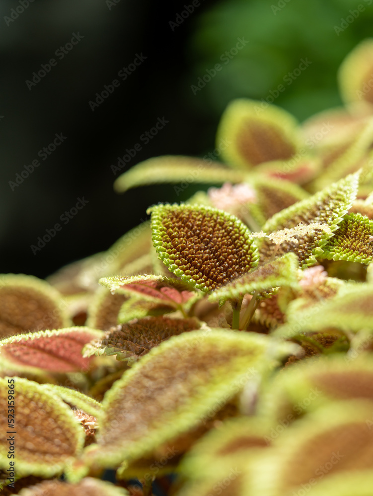 Fototapeta premium close up of a plant