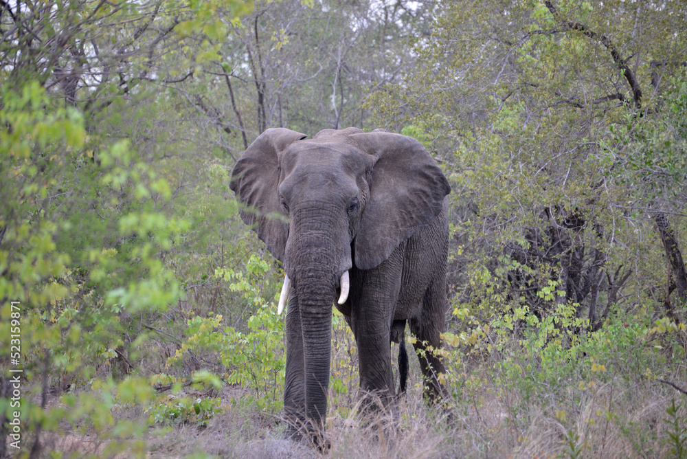Fototapeta premium wild elephants family