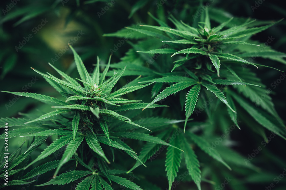 Сannabis growth plant farm medical marijuana Сannabis growth plant farm medical marijuana