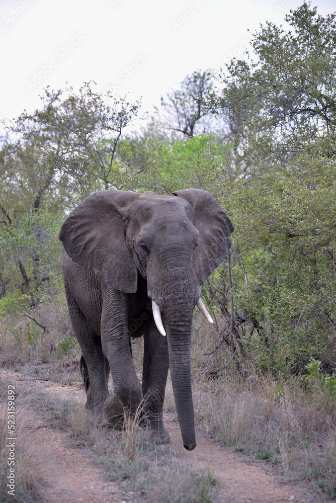 wild elephants family