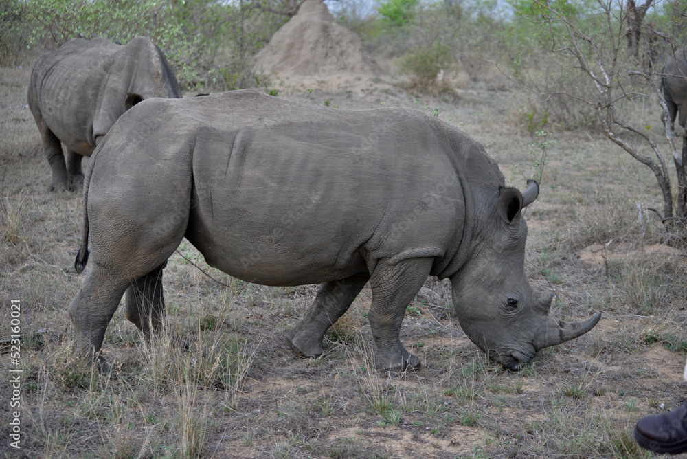 Obraz premium Wild Rhinoceros 