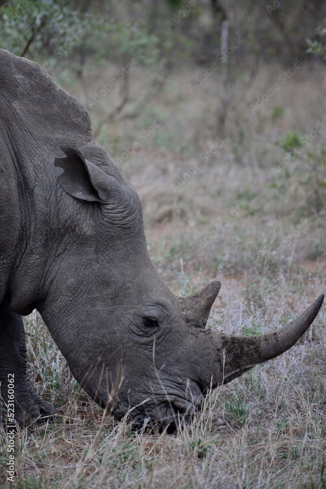 Obraz premium Wild Rhinoceros 