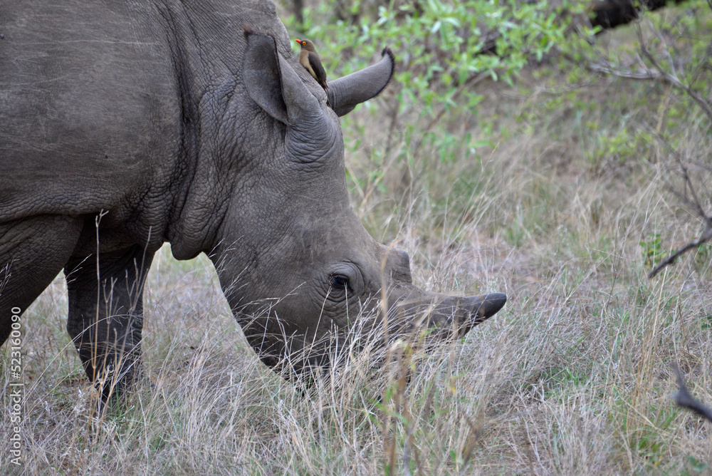 Fototapeta premium Wild Rhinoceros 