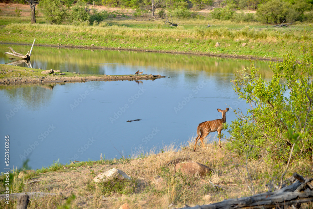 Nyala attack Nyala attack