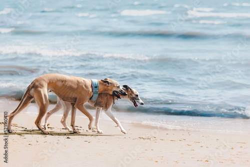 Two beautiful whippet dogs walk along beach enjoying hot summer day. Original seascape background with copy space for design, banner, poster, inspirational card.